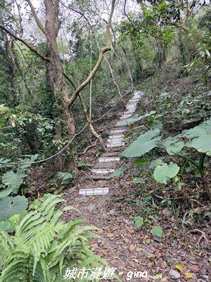 【屏東來義】小百岳棚集山x棚集下山O 繞3013087