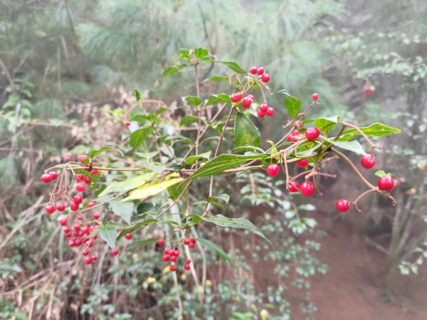 【新竹縣五峰鄉】雲霧步道2833753