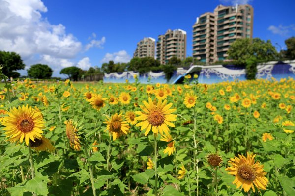 【新聞】北市河濱最大花海登場 美堤向日葵花海盛開