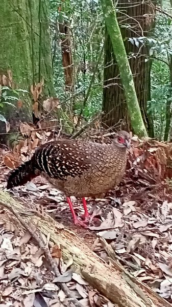 林相優美的臺中長壽山、肥崠山 - 鳶嘴西稜步道1357269