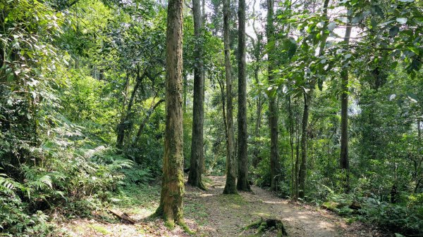 福山部落,內洞森遊區2552448