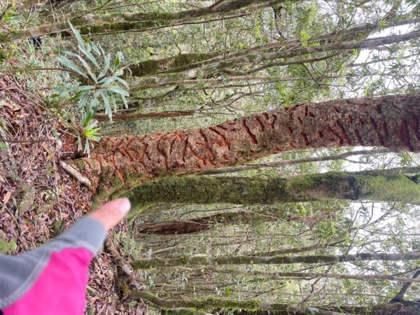 山車廣山.福巴越嶺O-神木群-水晶蘭-根結蘭2756236