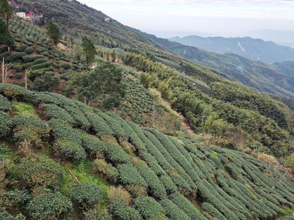 大崙山銀杏森林2966079