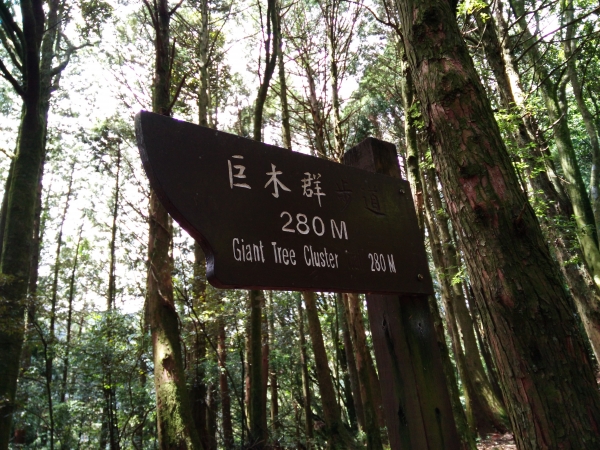 檜山巨木群步道53580