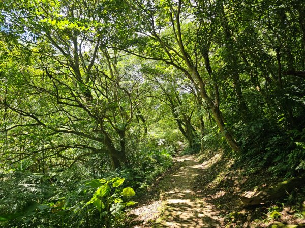 (天上山系)望月亭桐花-2025微笑山線大縱走尋寶集章任務2870360