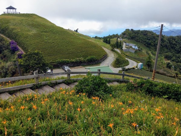 太麻里山(小百岳#94)《金針花季末期》1467635