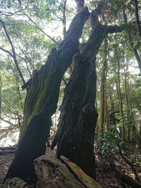 大克山砲台古道1212626