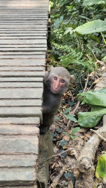 【柴山、壽山、萬壽山，到底哪個才是你！🤣🤣】走一座可以映照出高雄不同時期歷史軌跡的山。3025858