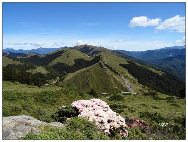 合歡東峰/杜鵑花開1386191