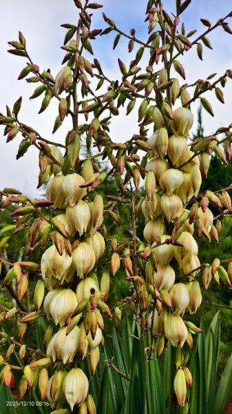 陽明山趴趴走 12/102958588