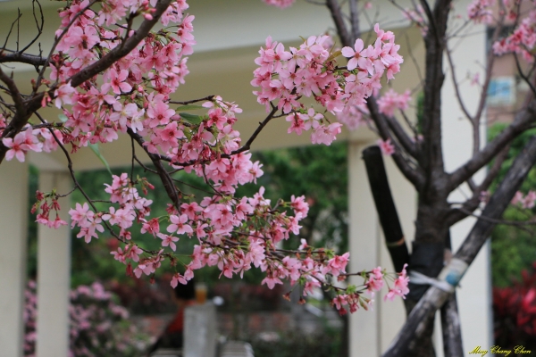 20160402~北投文化公園~33687