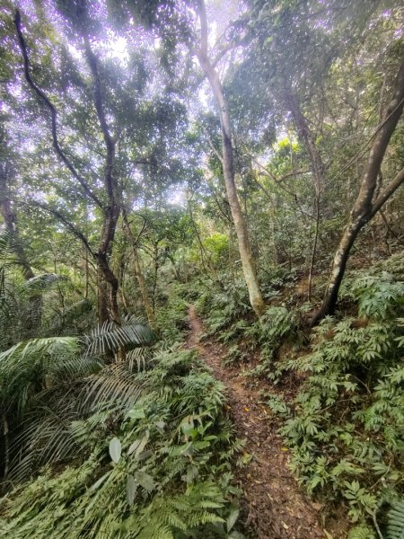 鳳鳴古道 鳳鳴山 南隘勇（南長城）古道 三湖山 八達嶺（龍骨）古道 綠色古道 延平古道2975313