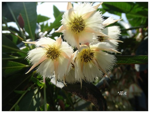 三義/水石榕的花開977982