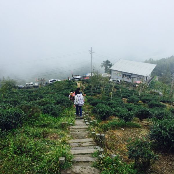 180805貓仔們之銀杏茶園步道384645