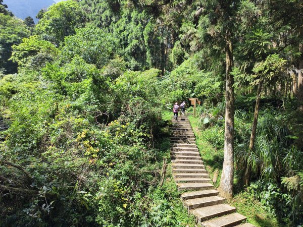[百山百鳥尋旅-05/15] 2025_0830 溪頭賞鳥步道_銀杏步道2875537