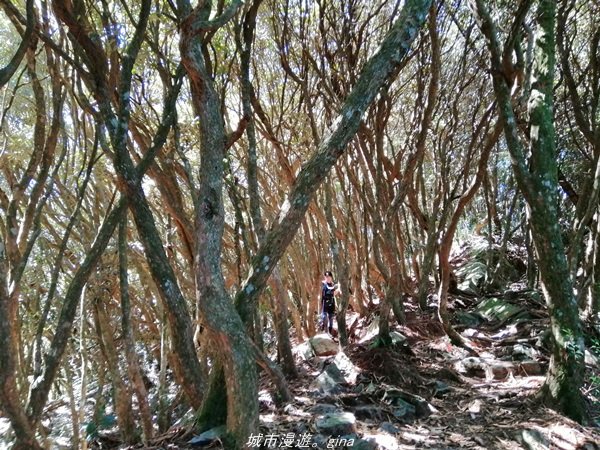 【台中。和平】綠蔭杉林大口森呼吸。 橫嶺山自然步道x橫嶺山主峰1497955