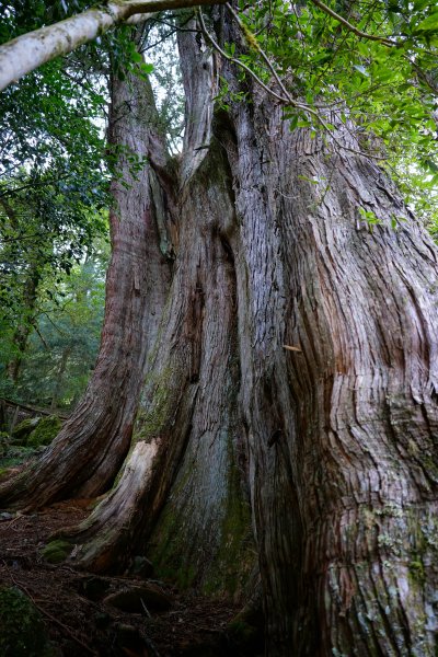 【輕忽】【大安溪神木】2695054