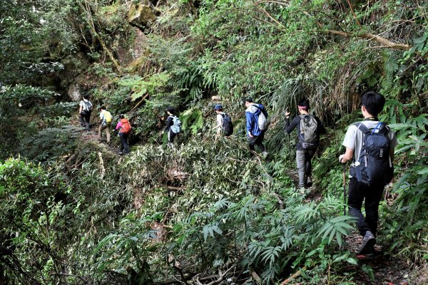 加里山。杜鵑嶺910959