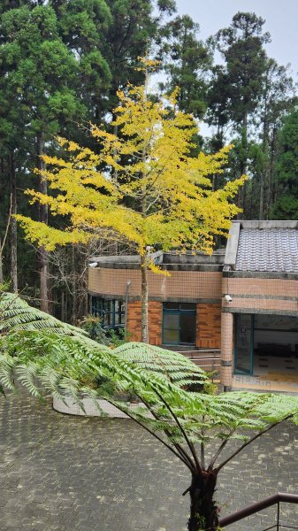 111/12/18藤枝森林園區東藤枝山、藤枝山1979572