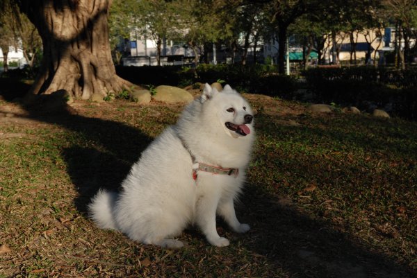 帶銀狐犬去廍子公園散步 2024.1.162404661