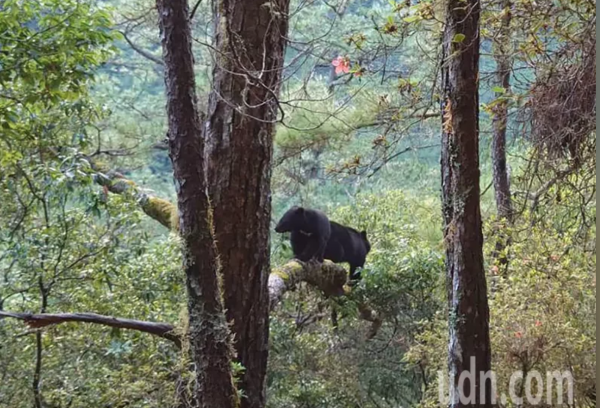 【新聞】影／拉庫拉庫駐在所   黑熊母子上樹覓食