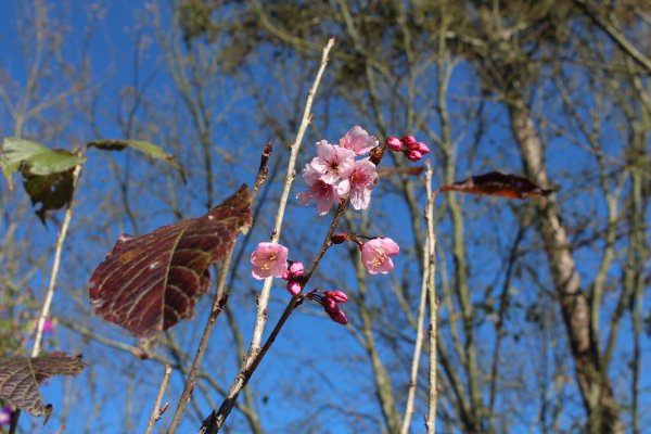 20220203高雄二集團櫻花公園順登二集團山1603621