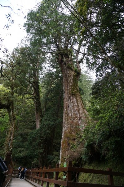 桃園拉拉山神木群1332680