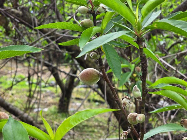 谷關七熊馬崙山2748814