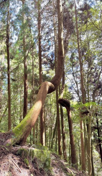 觀霧-檜山巨木群步道2925580