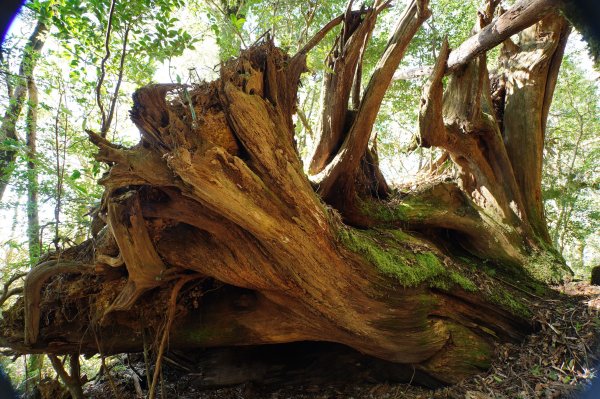 桃園 復興 復興尖山2867105