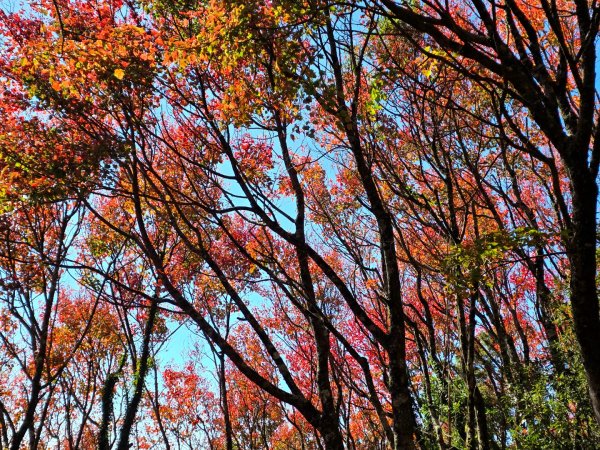 鳶嘴稍來山之楓紅／雲海2974072