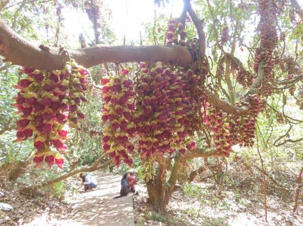 南投草尾嶺步道(賞血藤花)