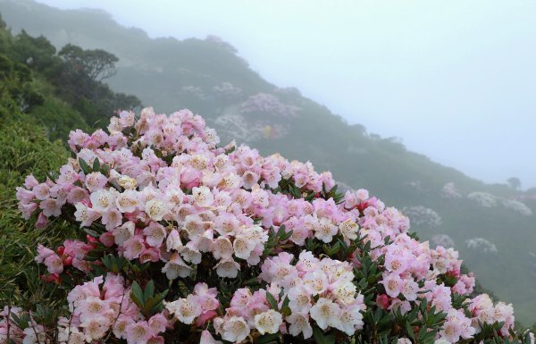 霧裡看花/這一季的東峰杜鵑597637