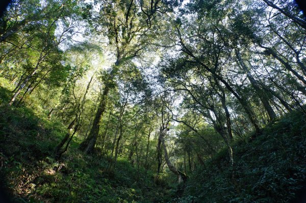 新北 烏來 波露山3000687