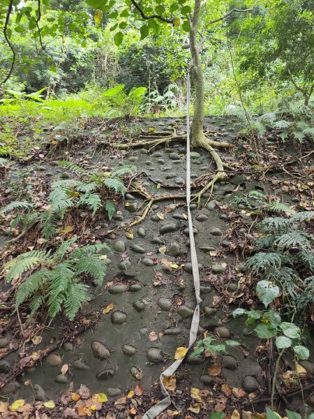 貴子坑報山步道2849844