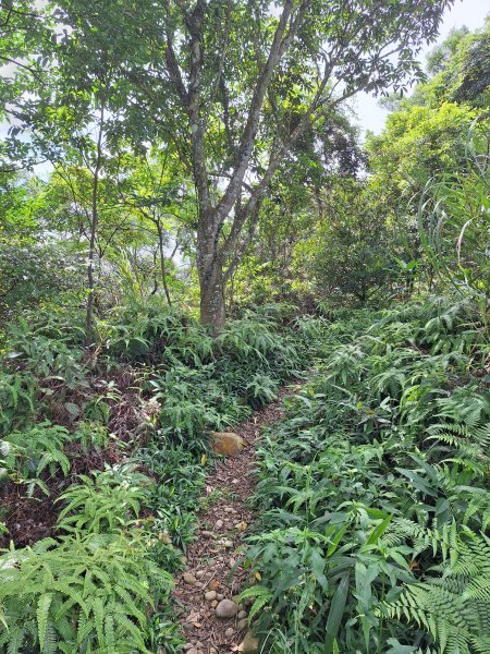 三義挑炭古道(三通嶺古道)11508233115423