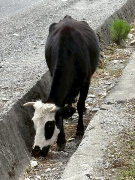 西藏♥️可愛動物🐎人物寫真/拉薩旅拍/美食2902979