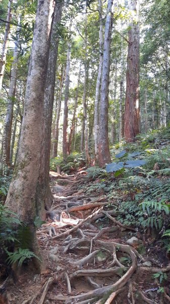 《新竹》斷崖神木｜北得拉曼步道小P繞202510172917466