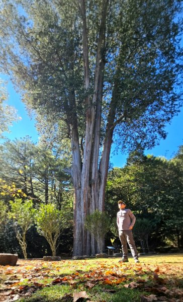 大雪山國家森林遊樂區賞楓／看神木／賞雪白山頭／賞大景2974248