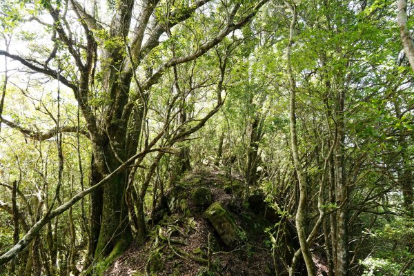 新竹 五峰 油羅山、霞山2798278
