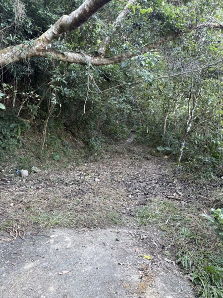 20251123三腳南山登山步道2944436