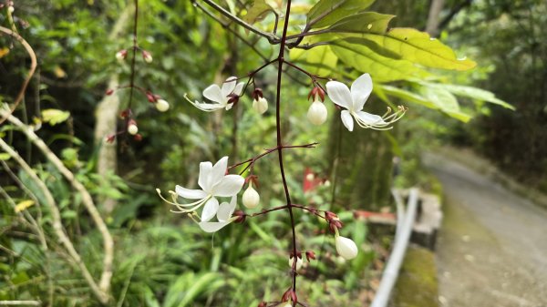 2025年元旦，熱血一日抓三座小百岳，聚興山、暗影山及阿罩霧山，在步步高昇的聚興山，祝您步步高昇。2690135