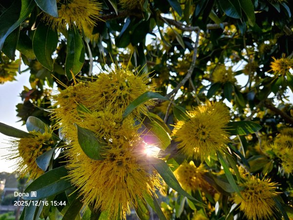 20251216太平山石門山小粗坑山O型+蕃薯藤TINA廚房2972663