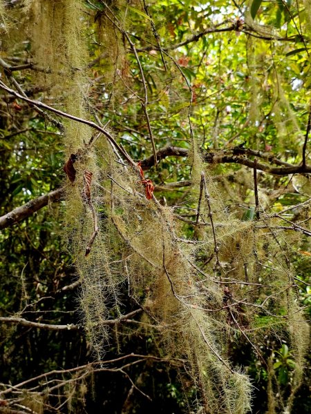 卡拉寶山-小百岳#86-花蓮縣秀林鄉2796167