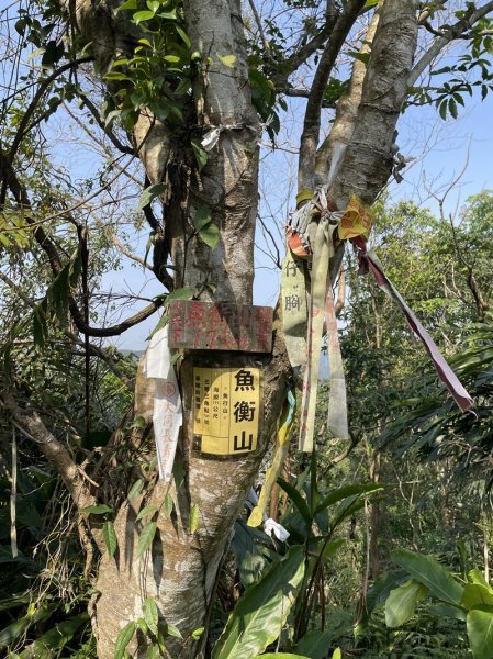 魚猴13連峰2757359