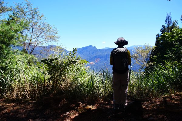 雪見大板根2924680