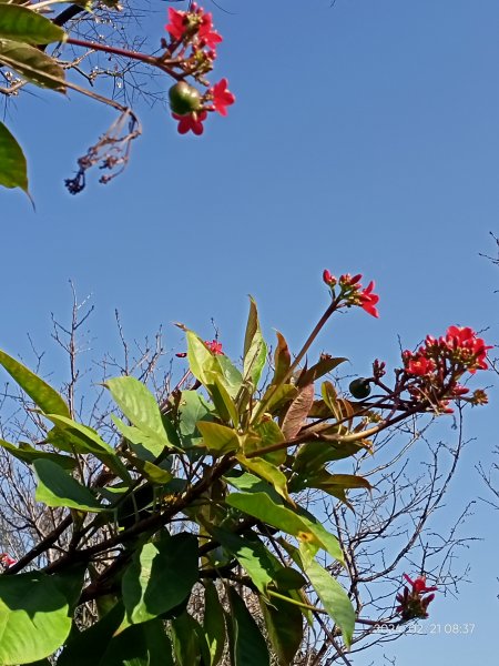 東湖樂活公園→内溝溪步道→內溝溪生態展示館→真武山→油桐嶺→內溝山→翠湖→北港二坑礦場遺址→金龍湖2433174