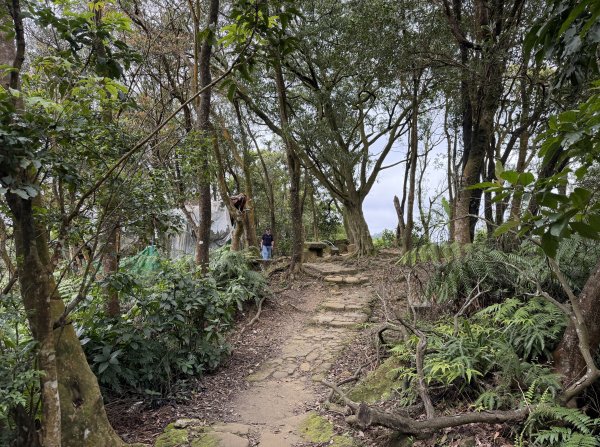 [微笑山線_第四段] 2026_0321 天上山系_三粒半3021069