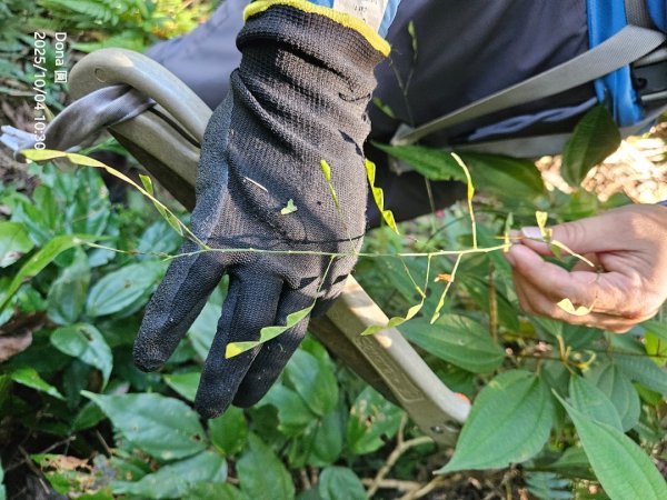 忘憂古道往白石後仙洞由東勢格古道走到平溪國中2908180