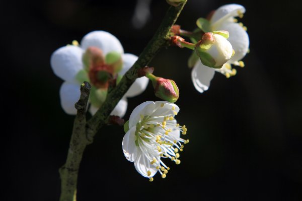 【臺南~楠西】梅嶺賞梅一~觀音步道1246932